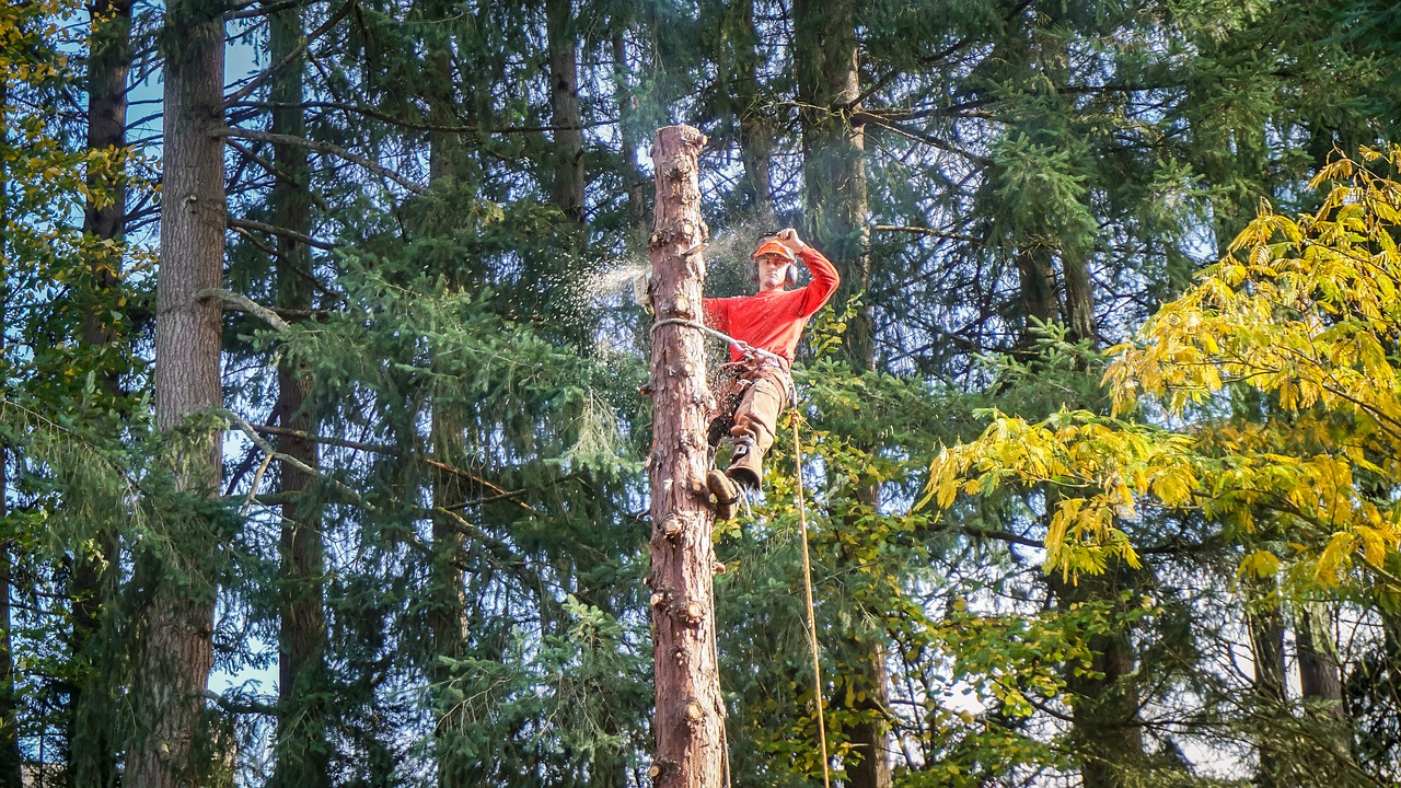 tree climber