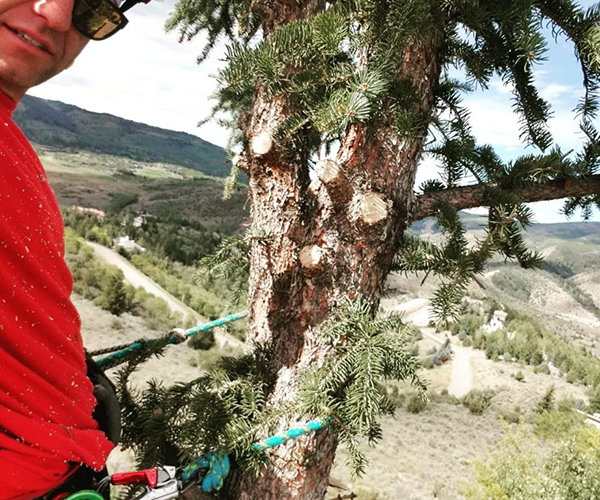 tree climber eagle colorado